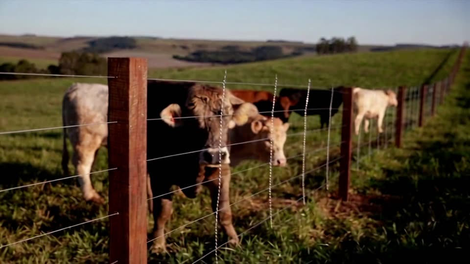 Cena do comercial Telas Santin com um bovino atrás de uma cerca no campo